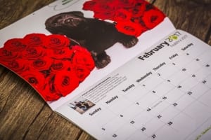 Graphic Design, Print, Design, Promotional materials, Marketing literature and Website design. Based in Limerick.